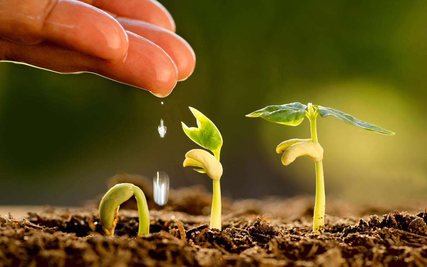 Sprouts in the soil with a hand dropping water onto them. 